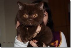62_AntipovStyle_Armavir